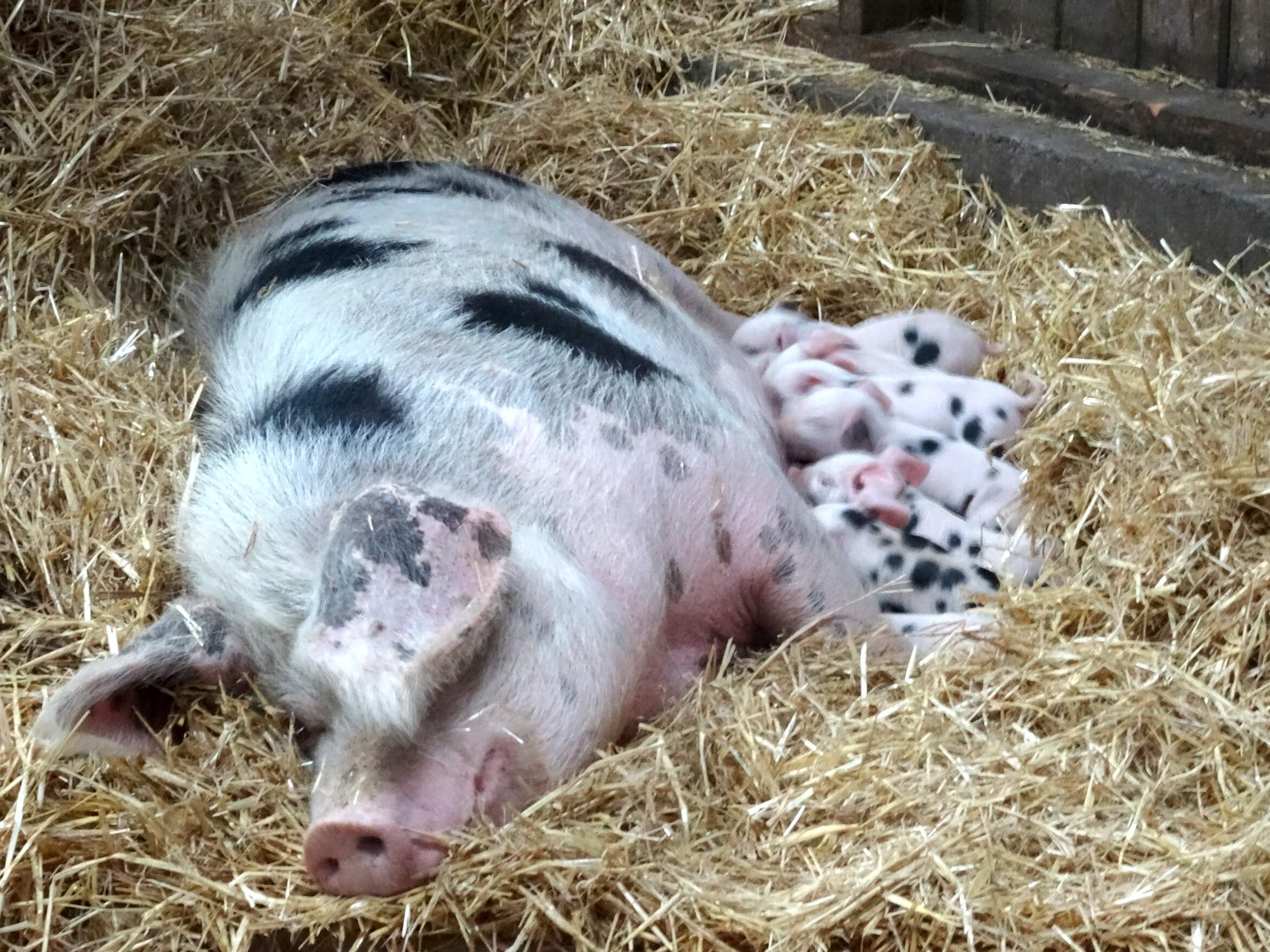 cochons de race Longué