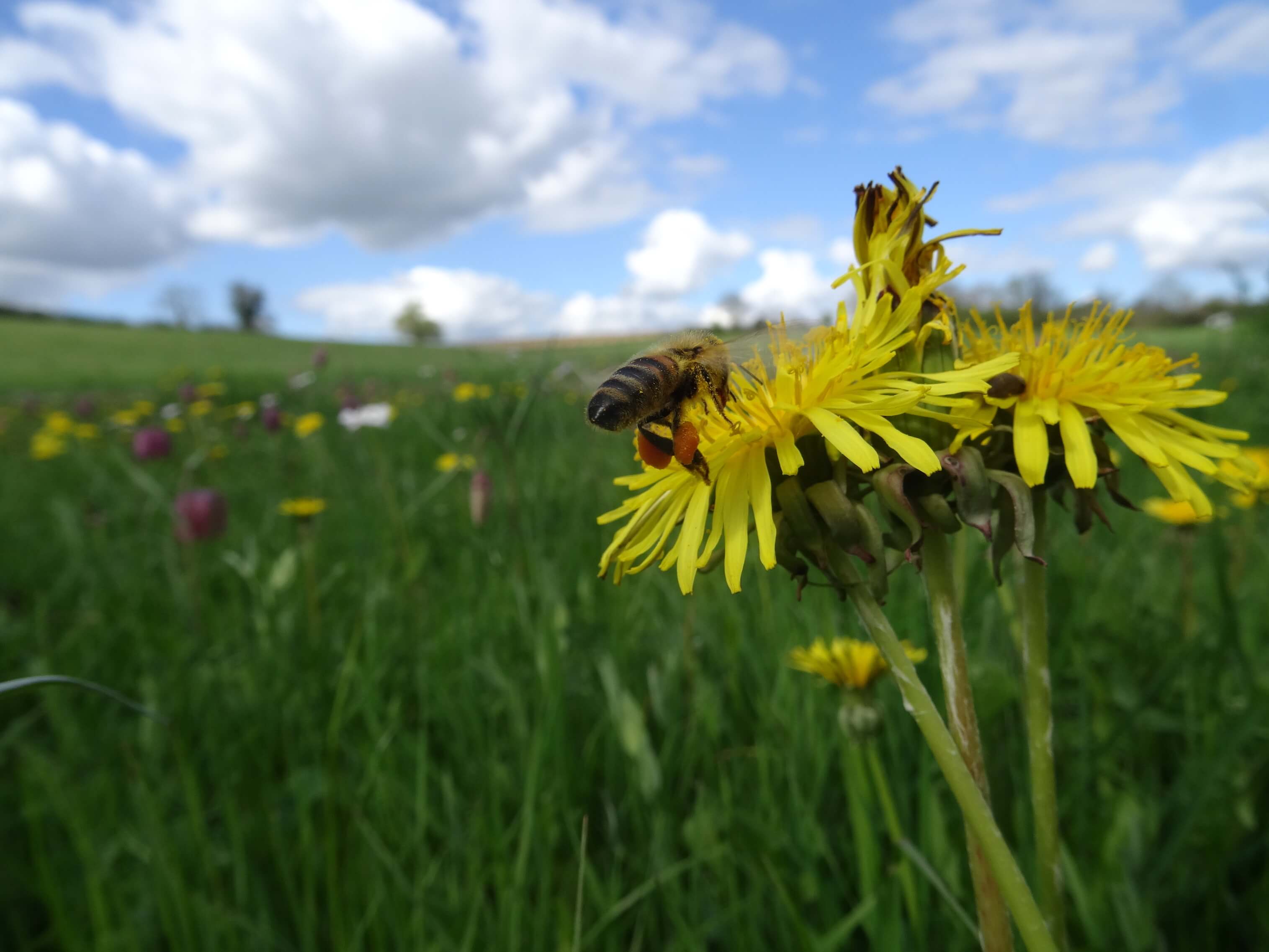 prairie mellifère sur la ferme 