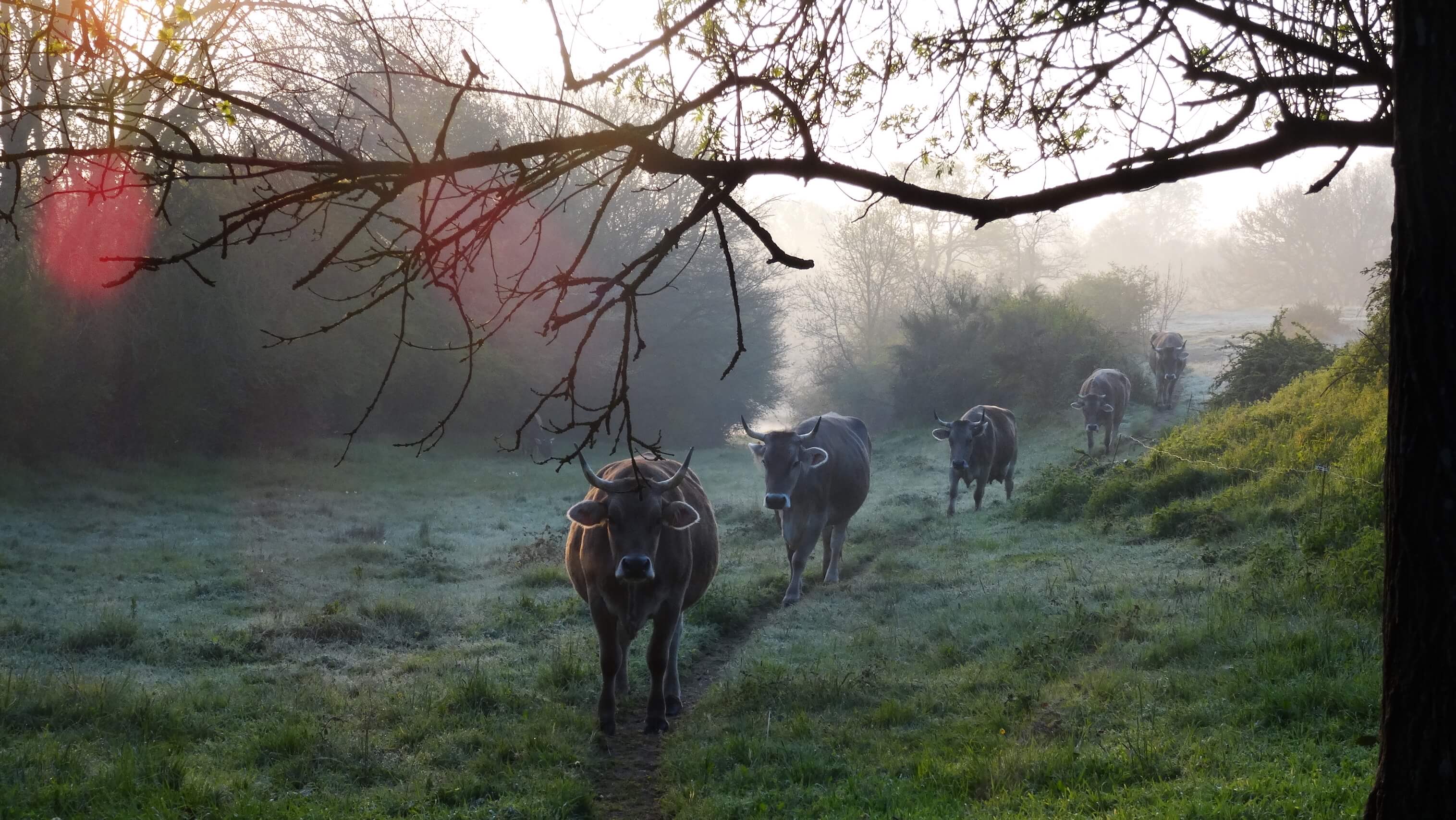 Vaches brunes des Alpes sur la ferme