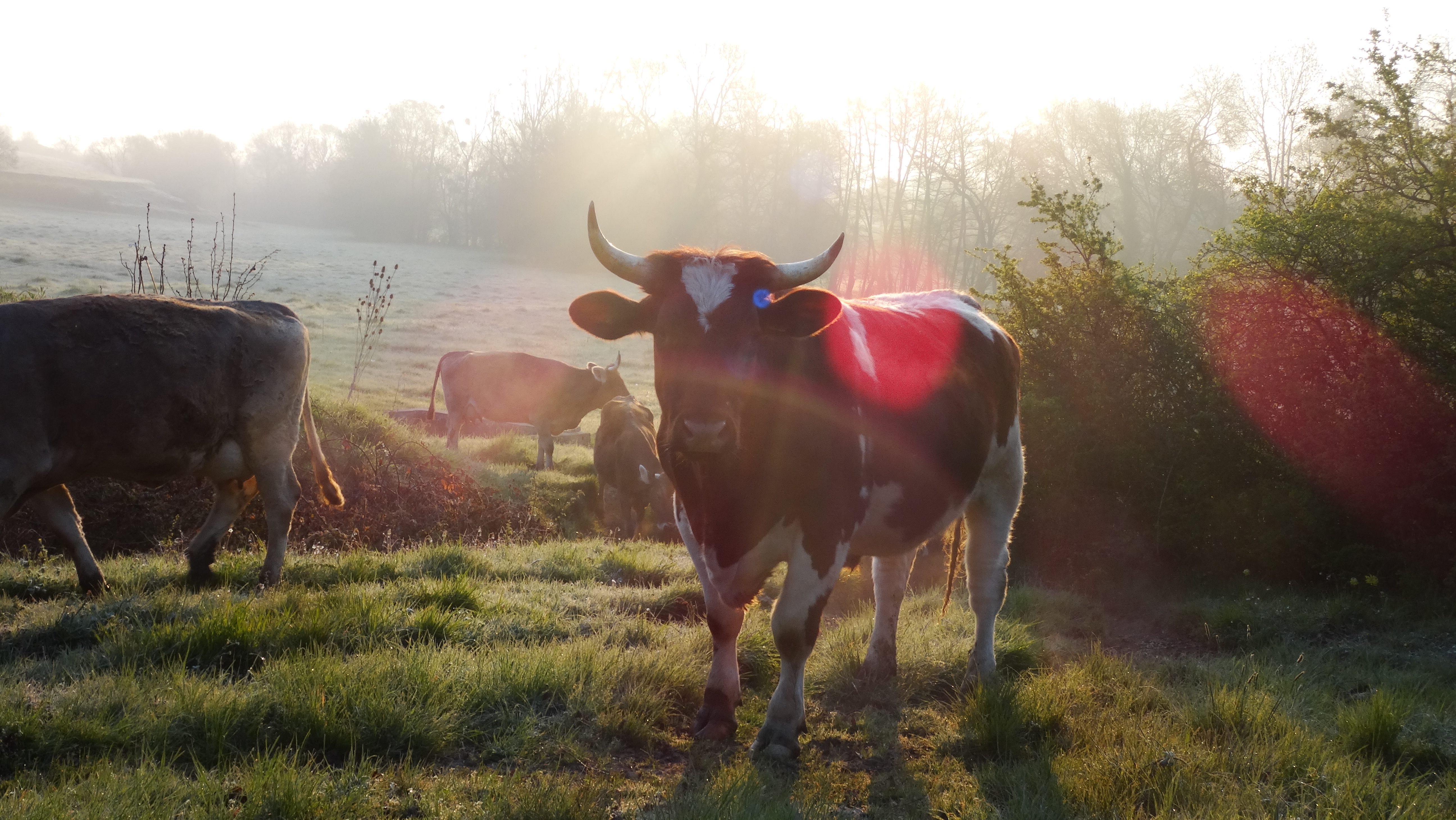 Boeuf, Rouge des pré (Maine Anjou)