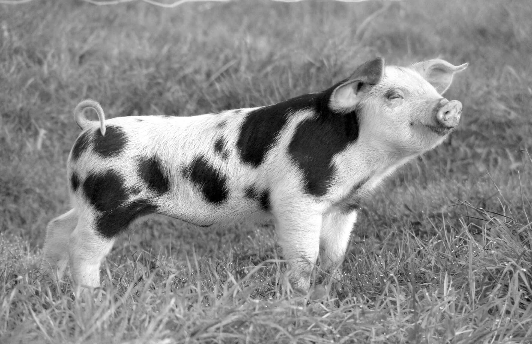 Le fier cochon ! Groin, groin