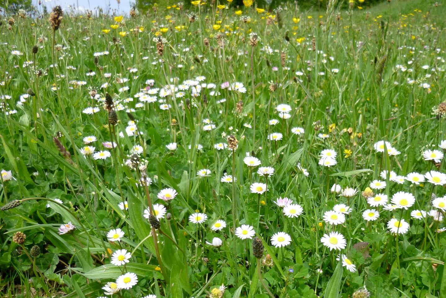 pâquerette (Bellis perennis) sur la ferme