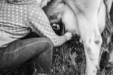 premiers jets de lait